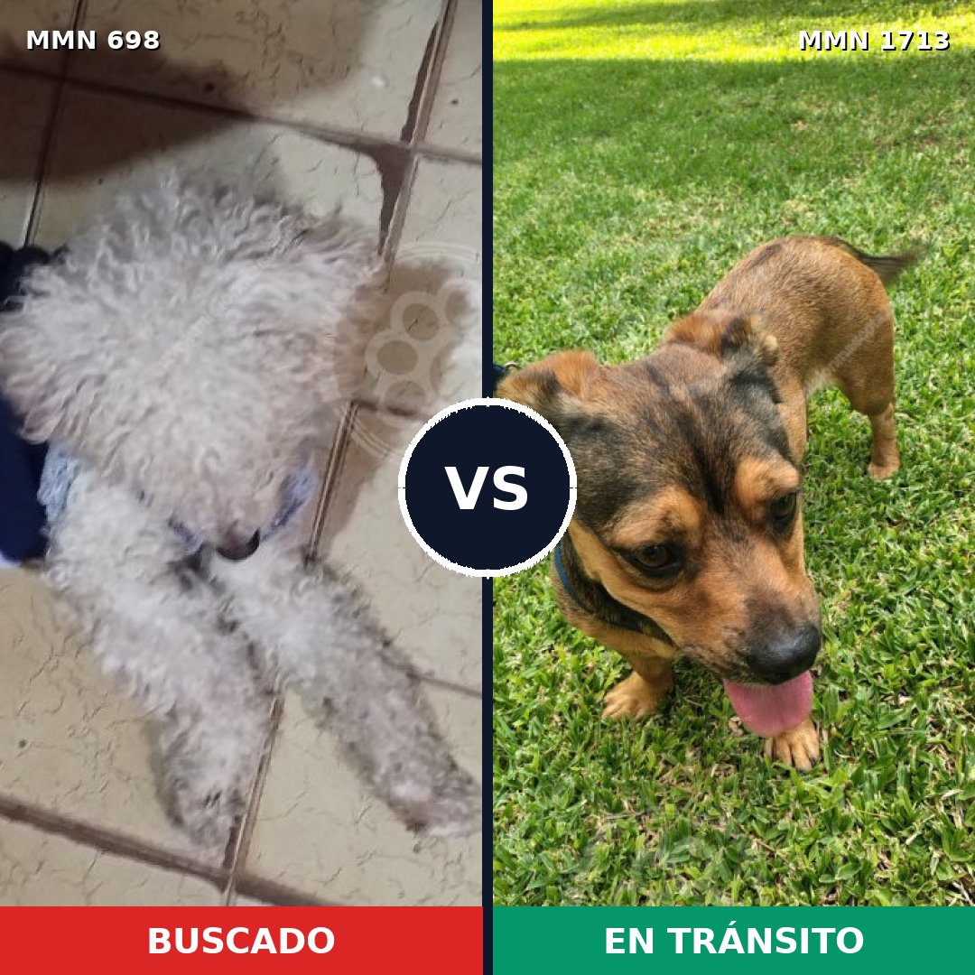 Comparativa MMS 37771: mascota perdida y mascota encontrada, 51% de similitud