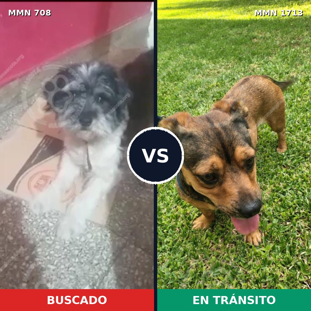 Comparativa MMS 37772: mascota perdida y mascota encontrada, 54% de similitud