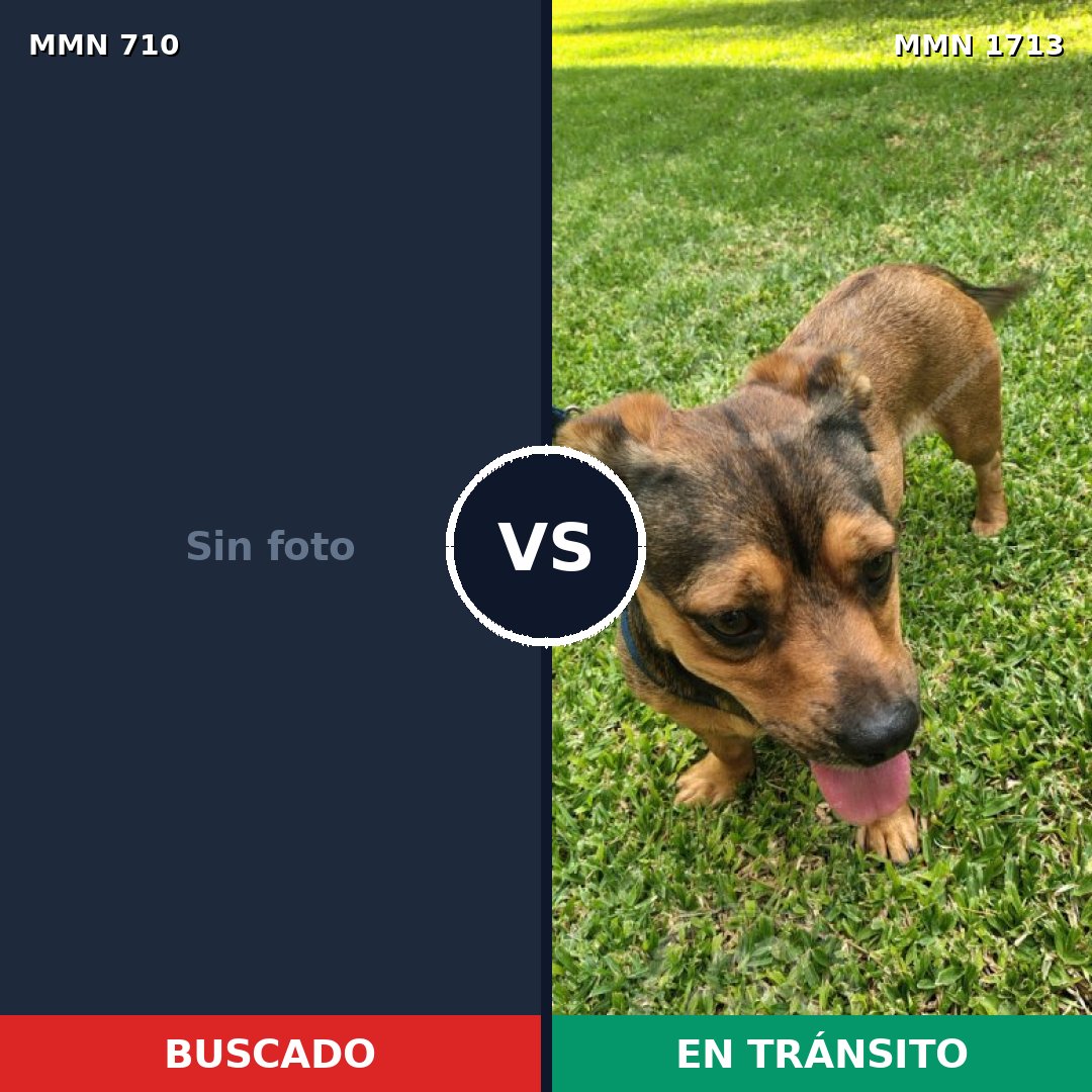 Comparativa MMS 37773: mascota perdida y mascota encontrada, 35% de similitud