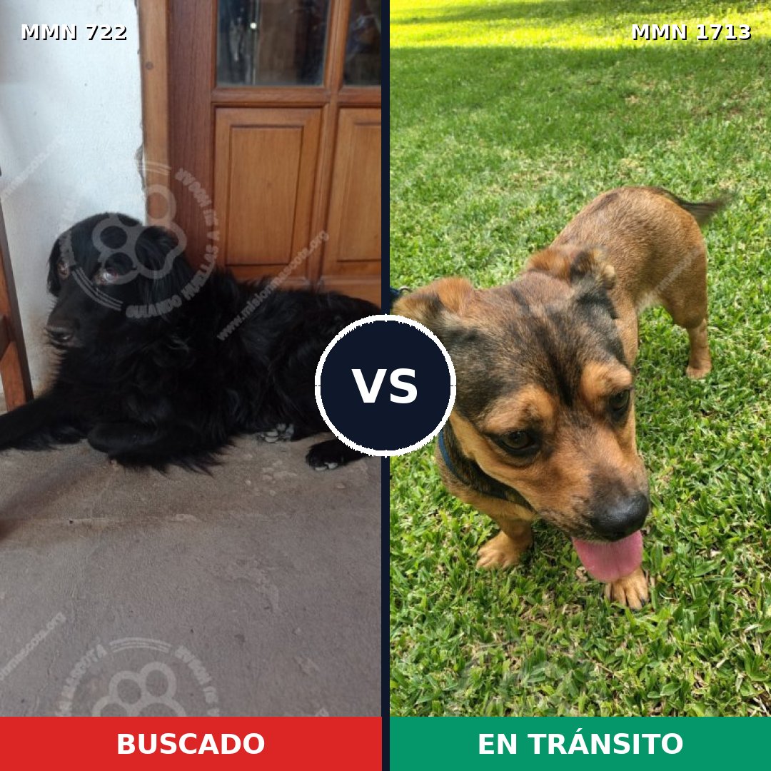 Comparativa MMS 37774: mascota perdida y mascota encontrada, 43% de similitud