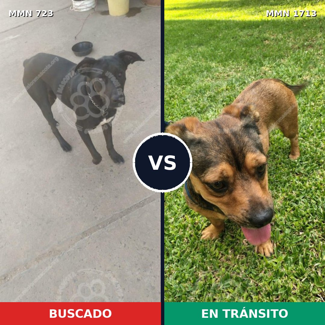 Comparativa MMS 37775: mascota perdida y mascota encontrada, 52% de similitud