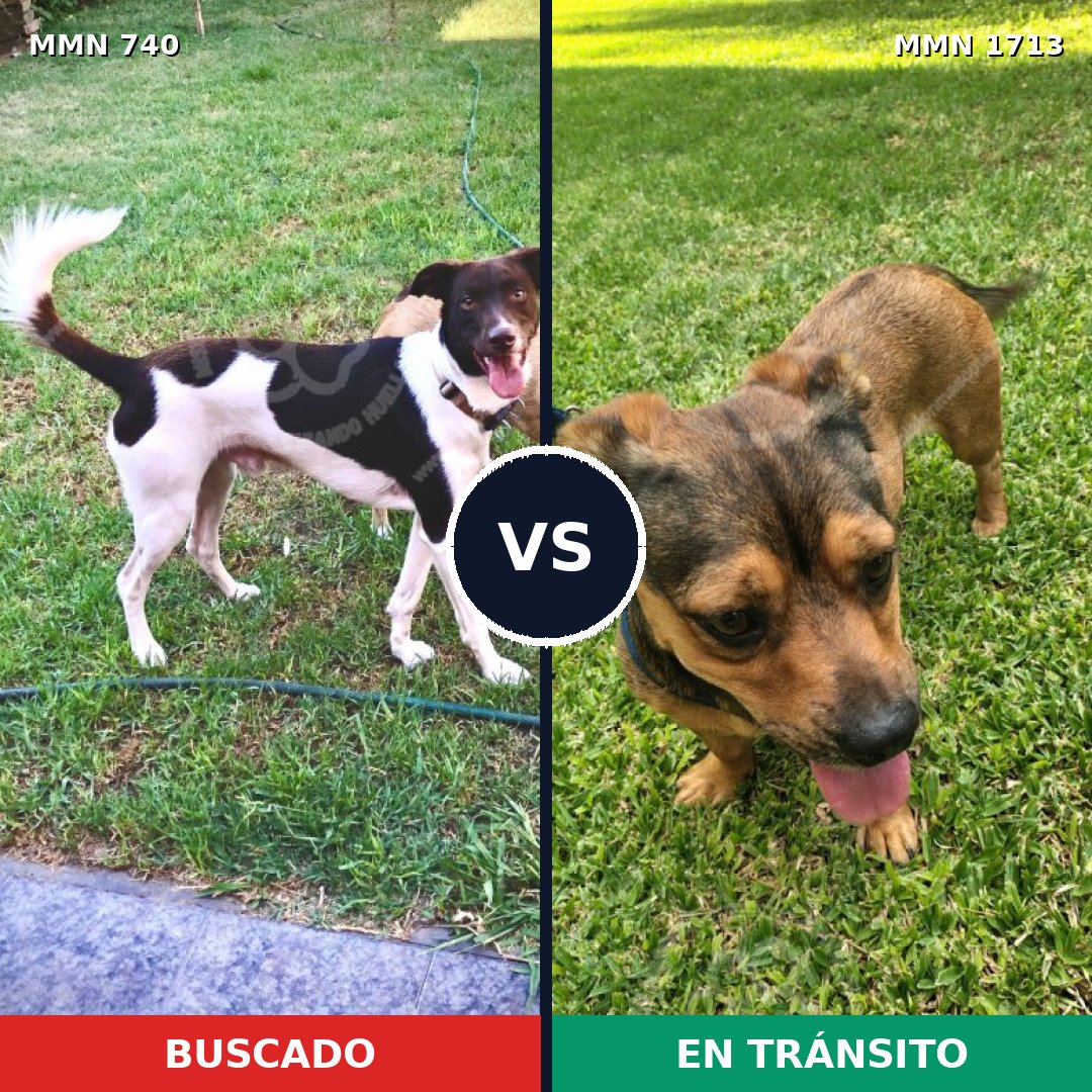 Comparativa MMS 37777: mascota perdida y mascota encontrada, 53% de similitud