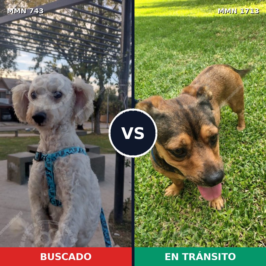 Comparativa MMS 37778: mascota perdida y mascota encontrada, 41% de similitud