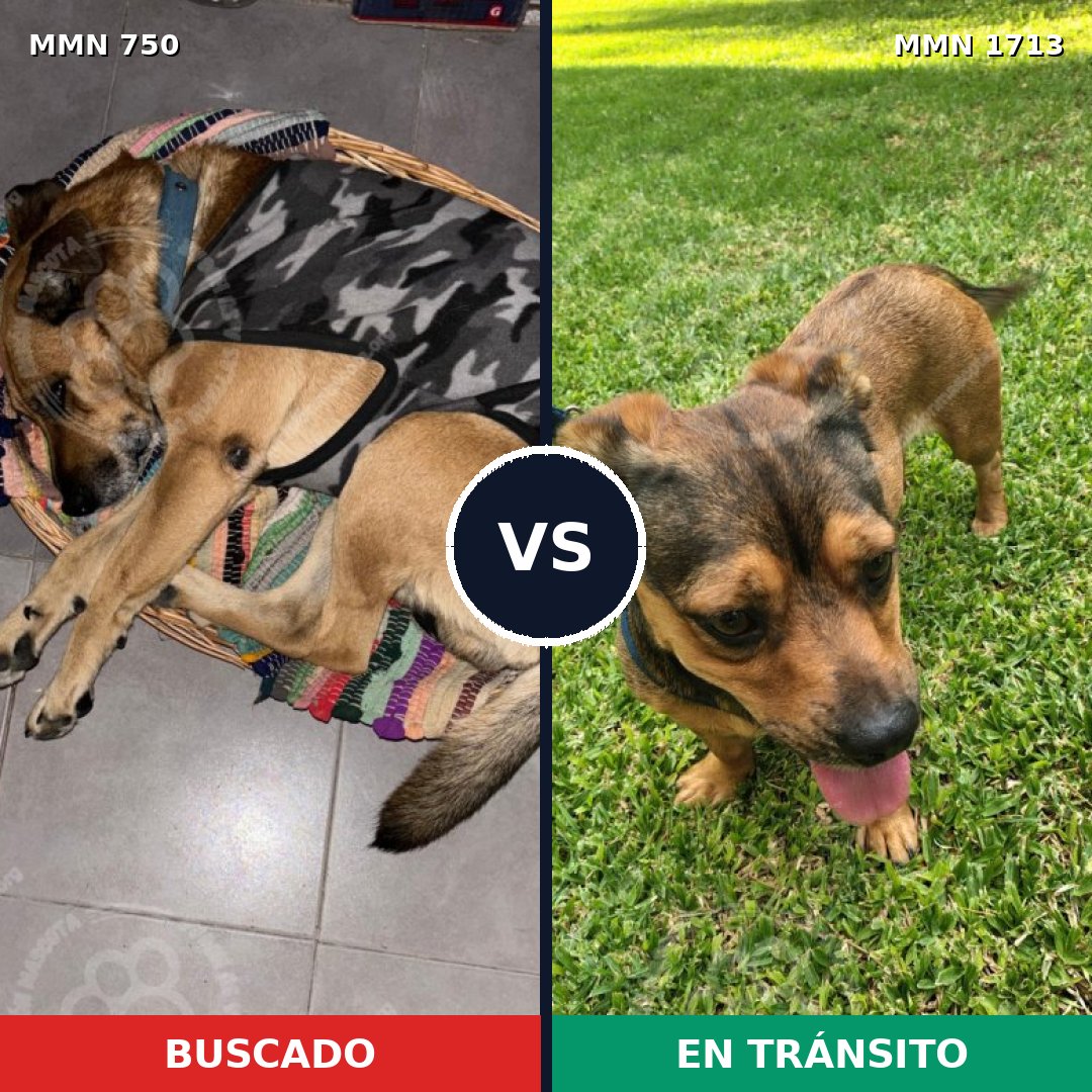 Comparativa MMS 37779: mascota perdida y mascota encontrada, 49% de similitud