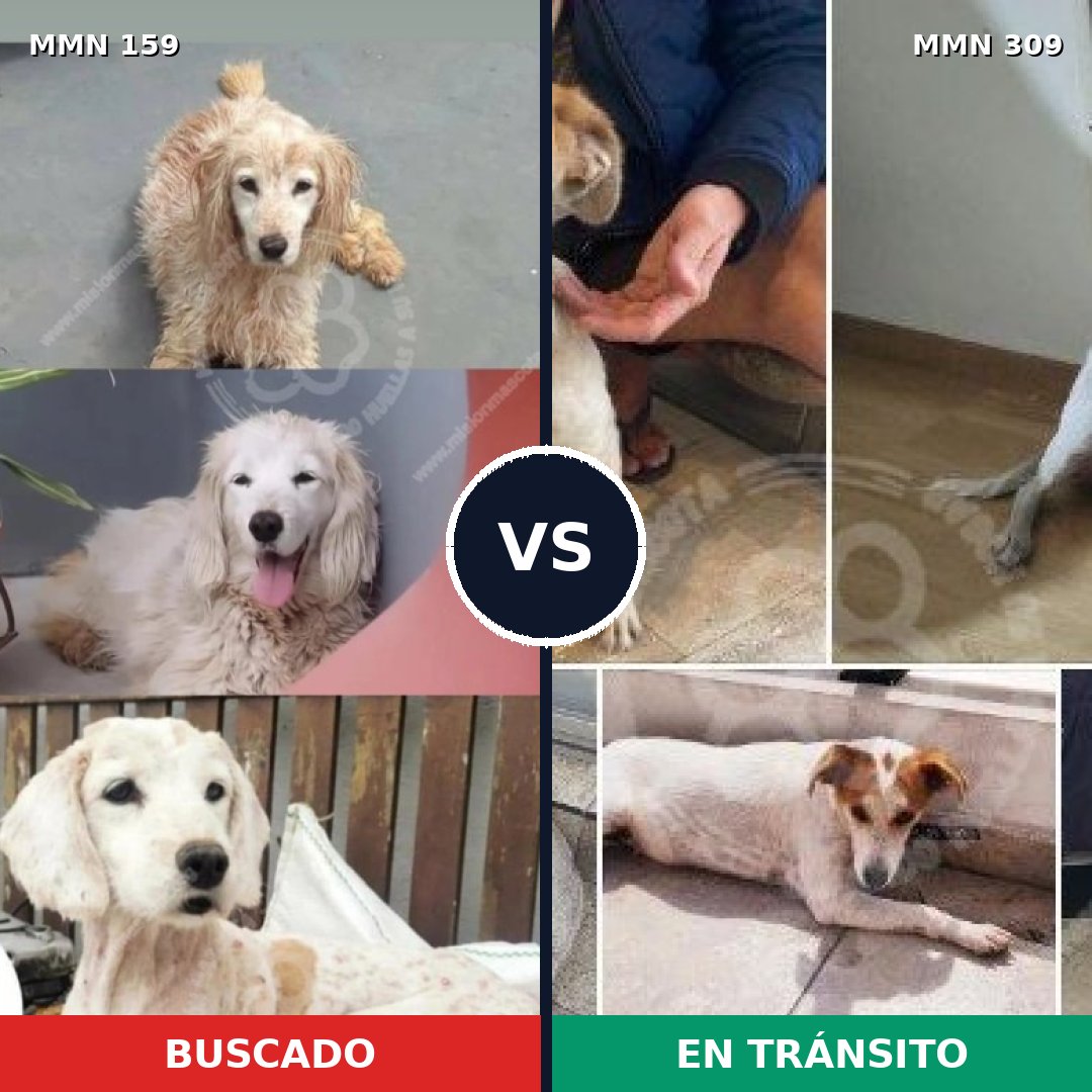 Comparativa MMS 3778: mascota perdida y mascota encontrada, 51% de similitud