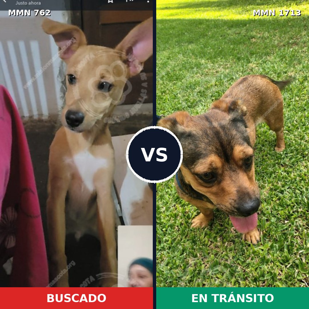 Comparativa MMS 37780: mascota perdida y mascota encontrada, 56% de similitud