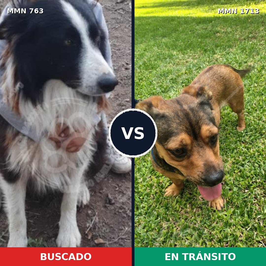Comparativa MMS 37781: mascota perdida y mascota encontrada, 32% de similitud