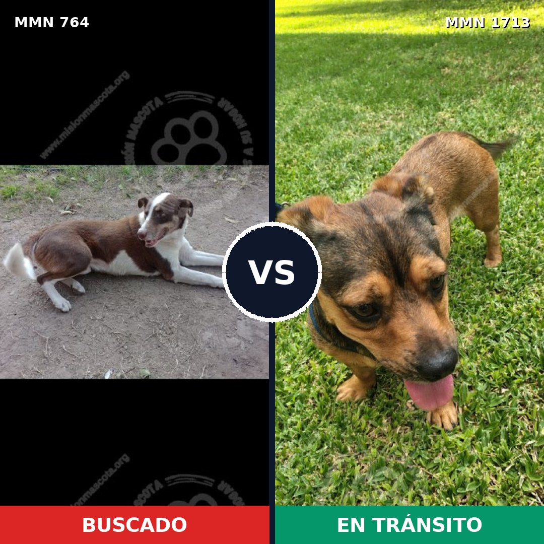Comparativa MMS 37782: mascota perdida y mascota encontrada, 31% de similitud