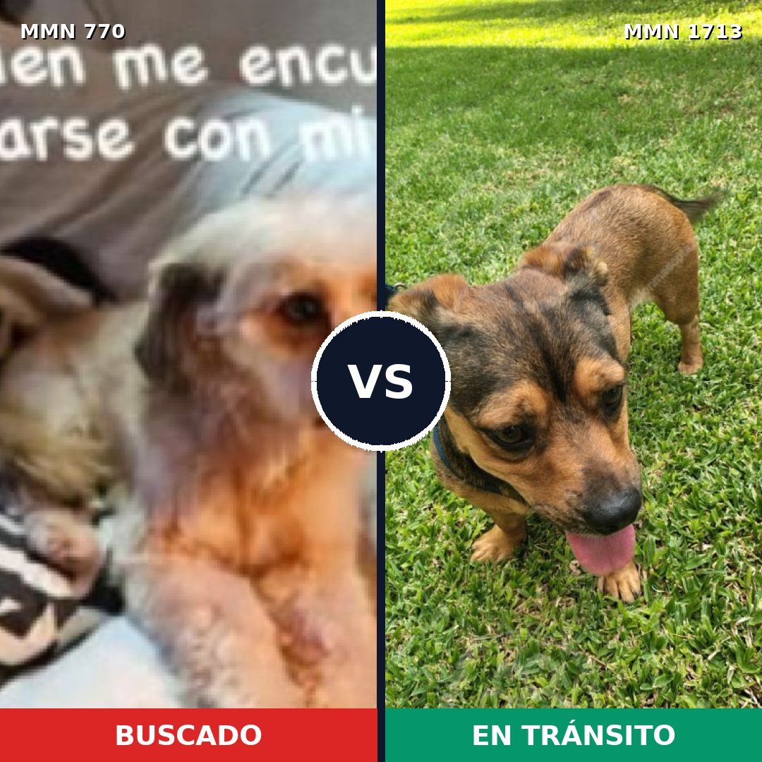 Comparativa MMS 37783: mascota perdida y mascota encontrada, 75% de similitud