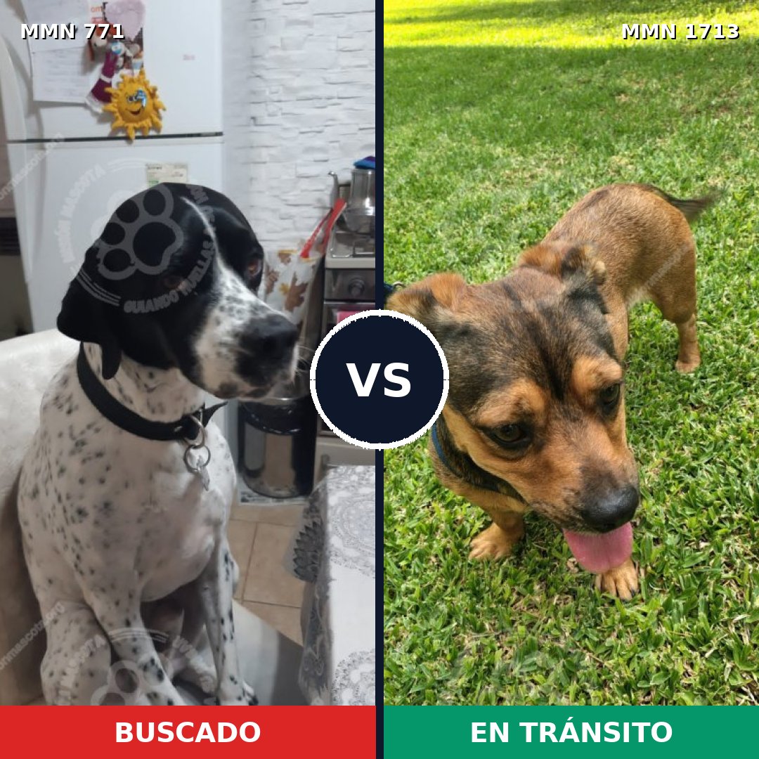 Comparativa MMS 37784: mascota perdida y mascota encontrada, 36% de similitud