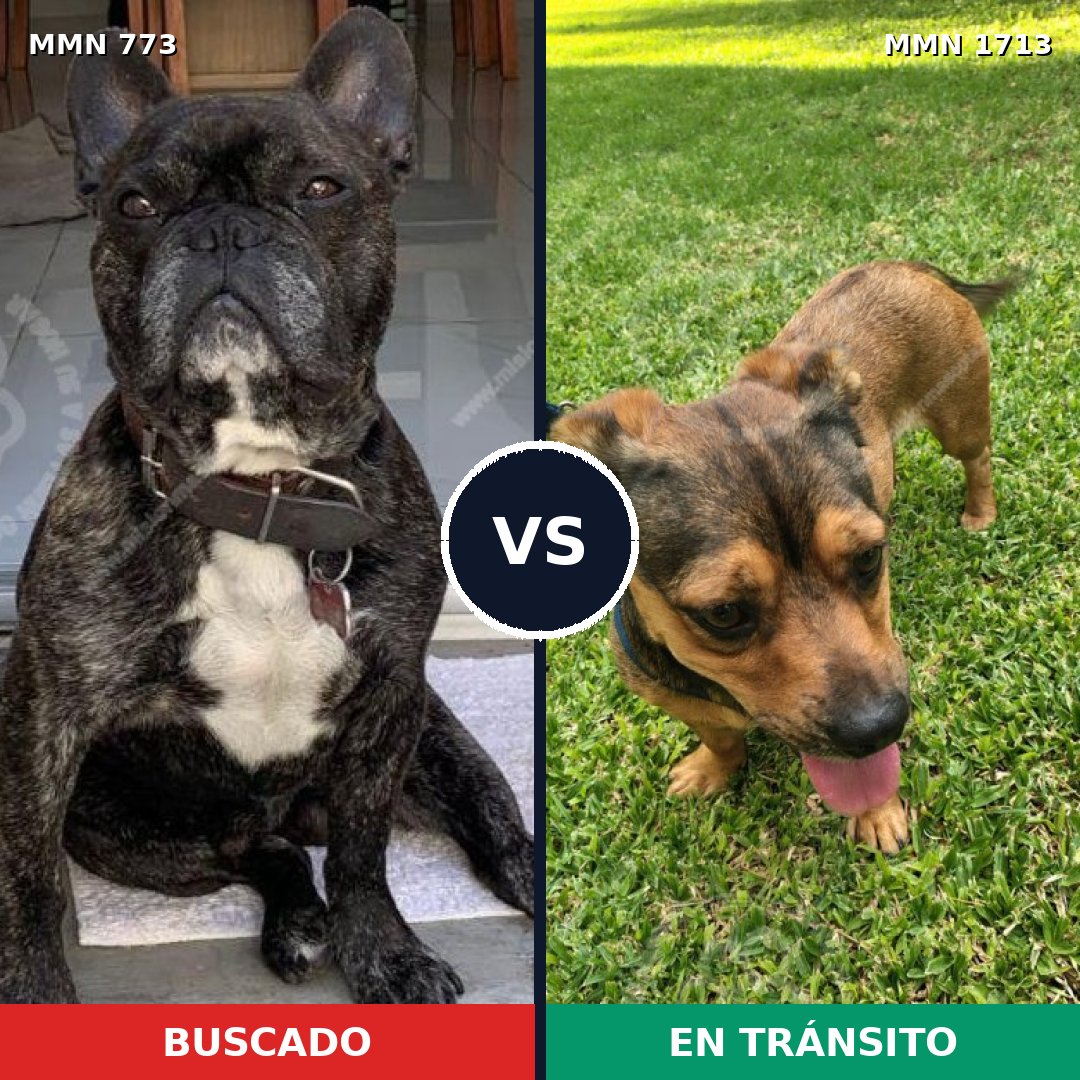 Comparativa MMS 37785: mascota perdida y mascota encontrada, 33% de similitud