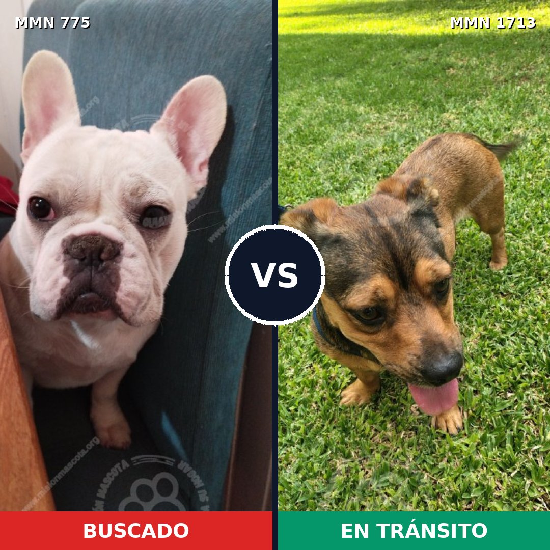 Comparativa MMS 37786: mascota perdida y mascota encontrada, 30% de similitud