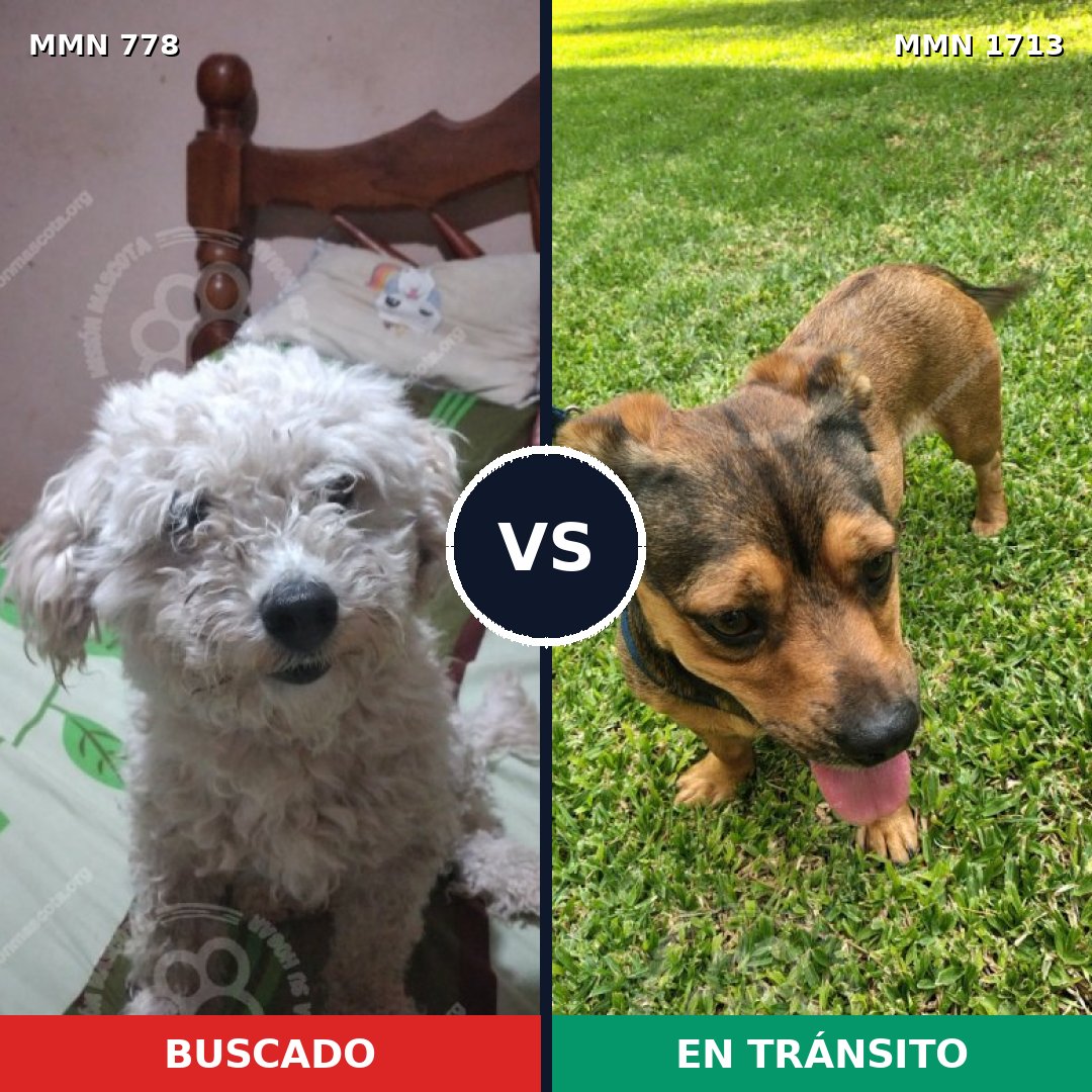 Comparativa MMS 37787: mascota perdida y mascota encontrada, 34% de similitud