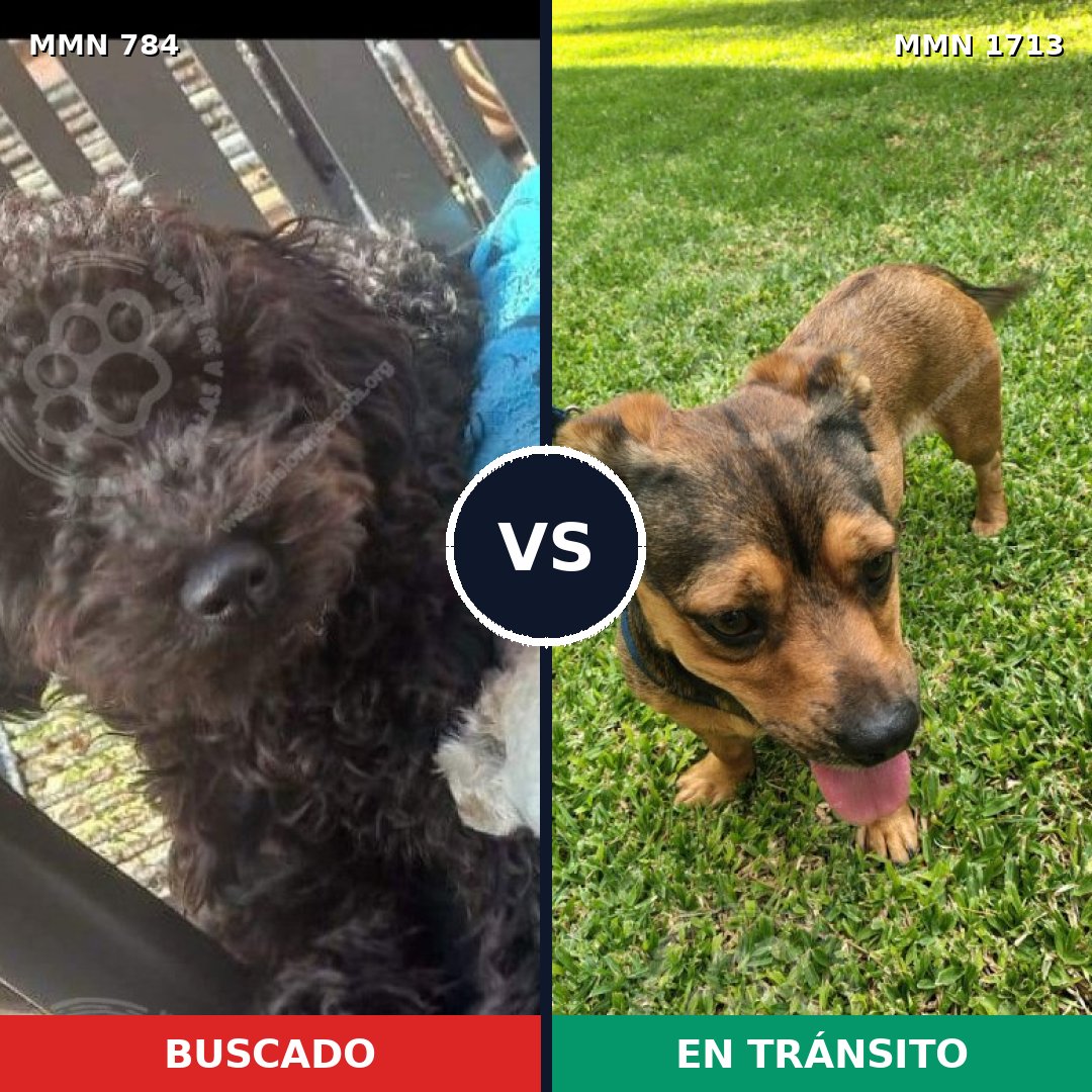 Comparativa MMS 37788: mascota perdida y mascota encontrada, 61% de similitud