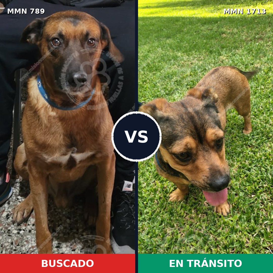 Comparativa MMS 37789: mascota perdida y mascota encontrada, 59% de similitud