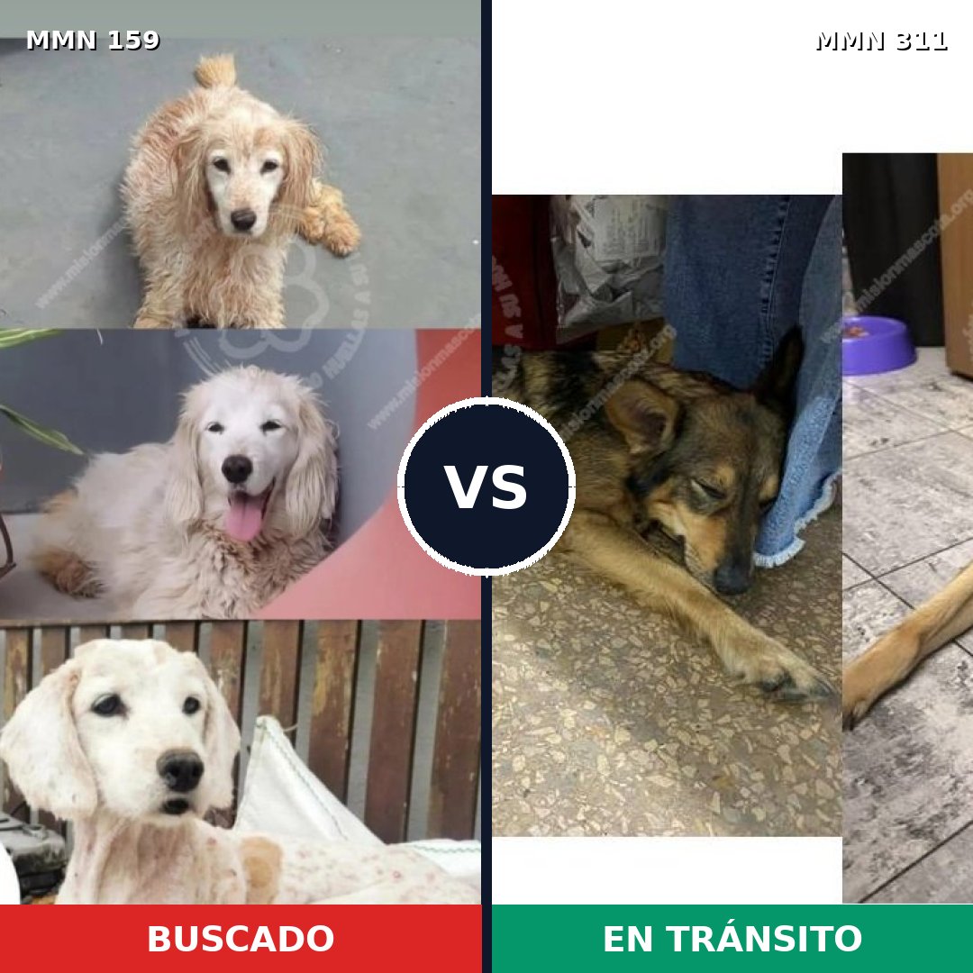 Comparativa MMS 3779: mascota perdida y mascota encontrada, 51% de similitud