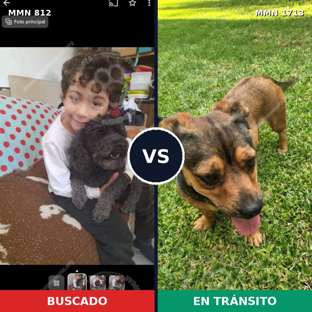 Comparativa MMS 37791: mascota perdida y mascota encontrada, 47% de similitud