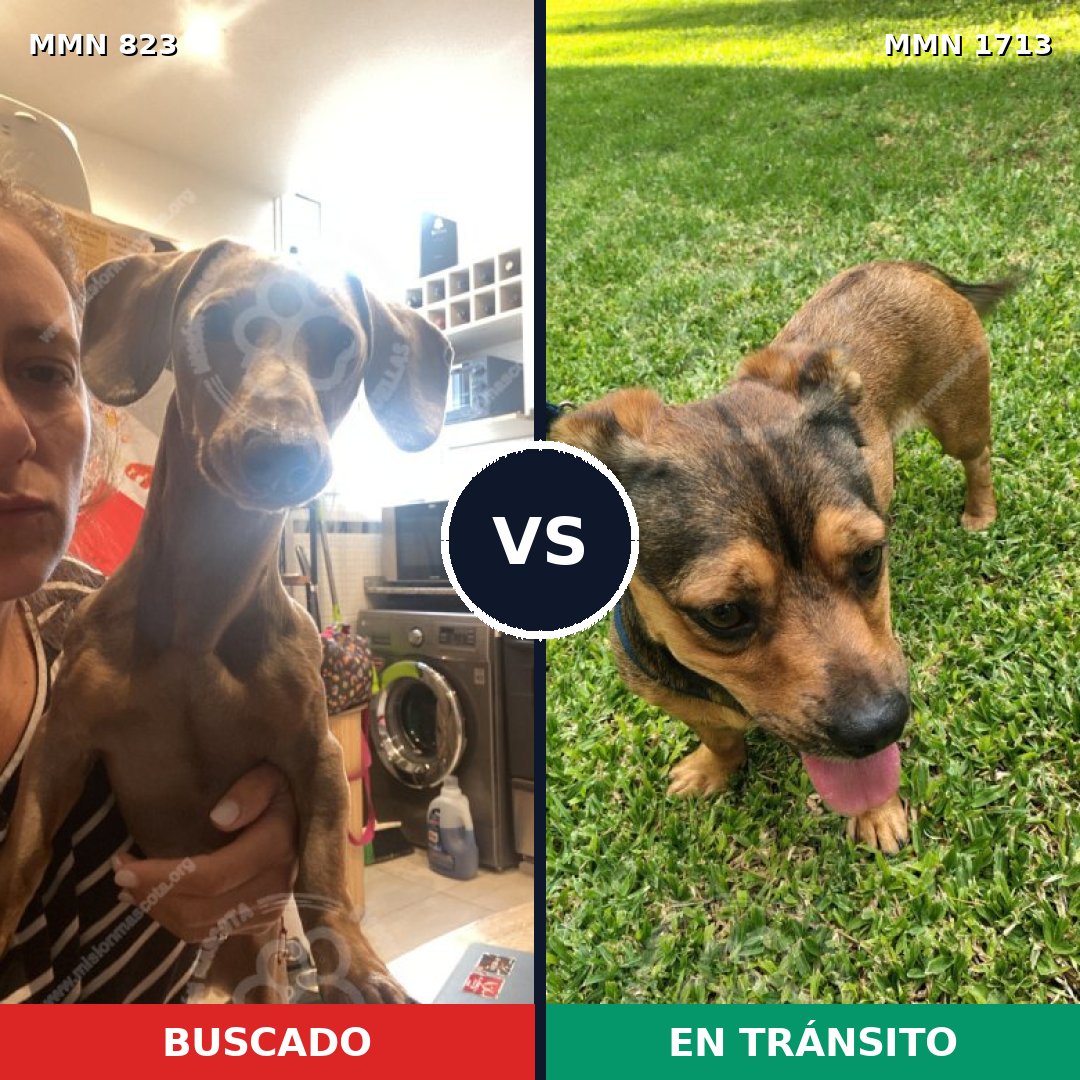 Comparativa MMS 37793: mascota perdida y mascota encontrada, 45% de similitud