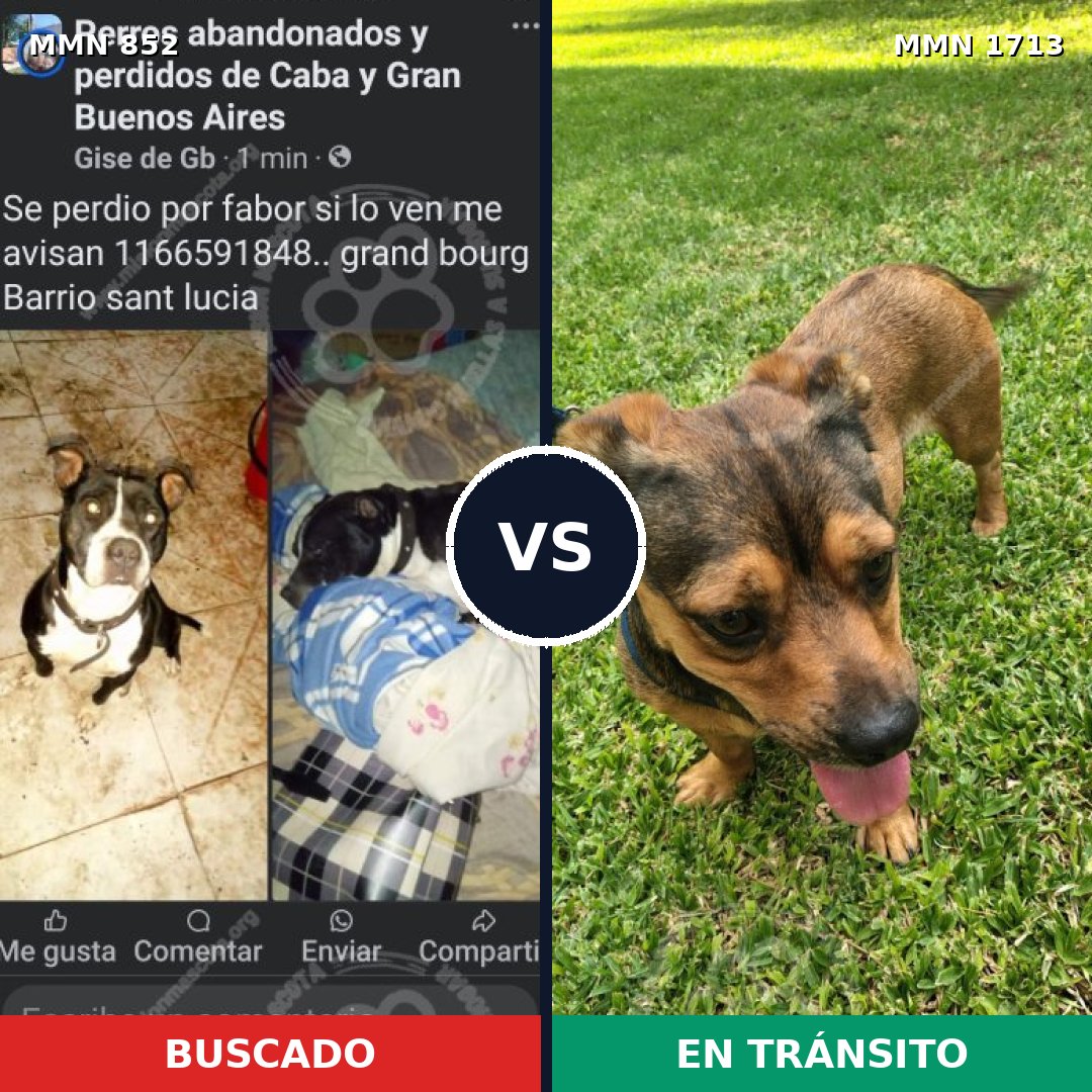 Comparativa MMS 37796: mascota perdida y mascota encontrada, 33% de similitud