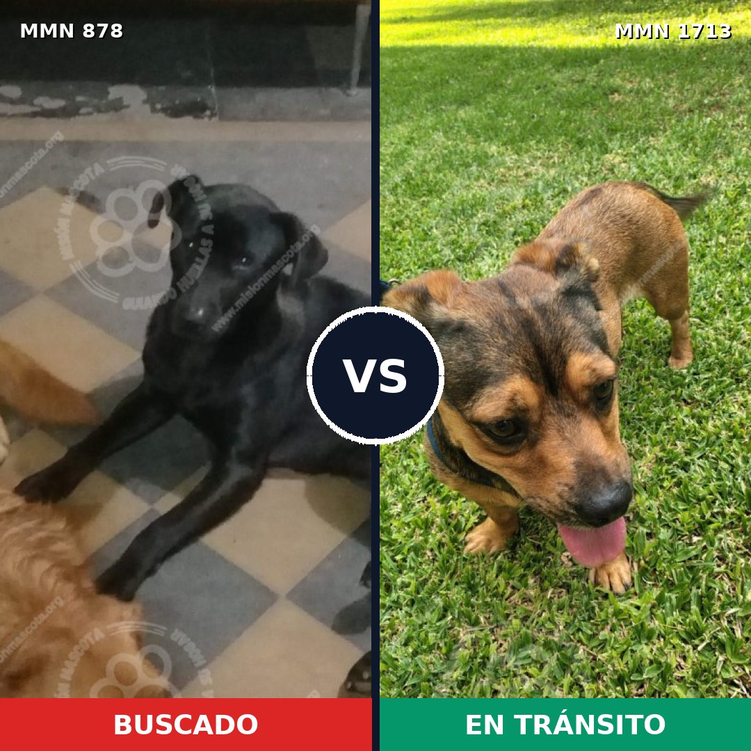 Comparativa MMS 37797: mascota perdida y mascota encontrada, 55% de similitud