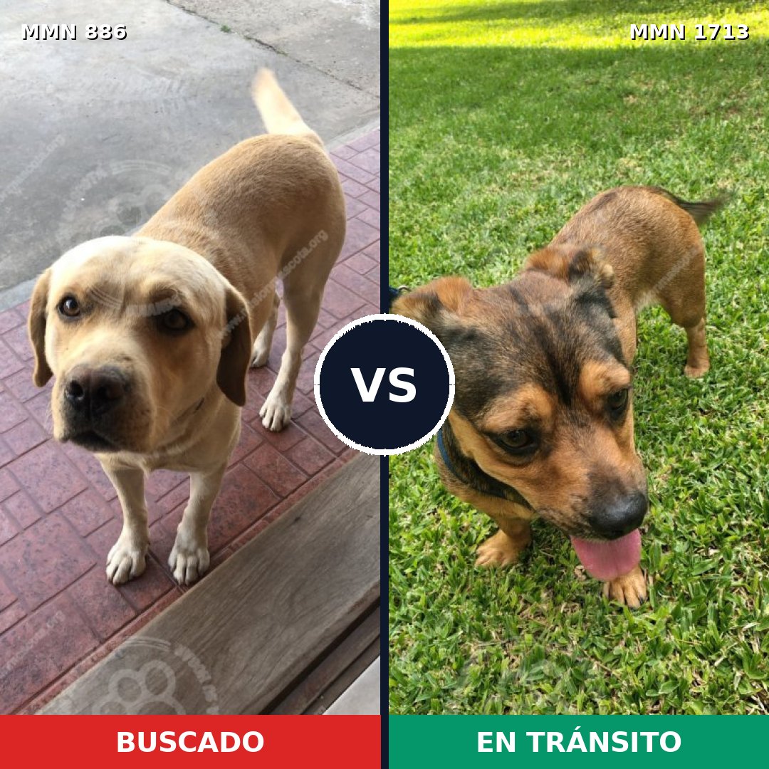 Comparativa MMS 37798: mascota perdida y mascota encontrada, 30% de similitud