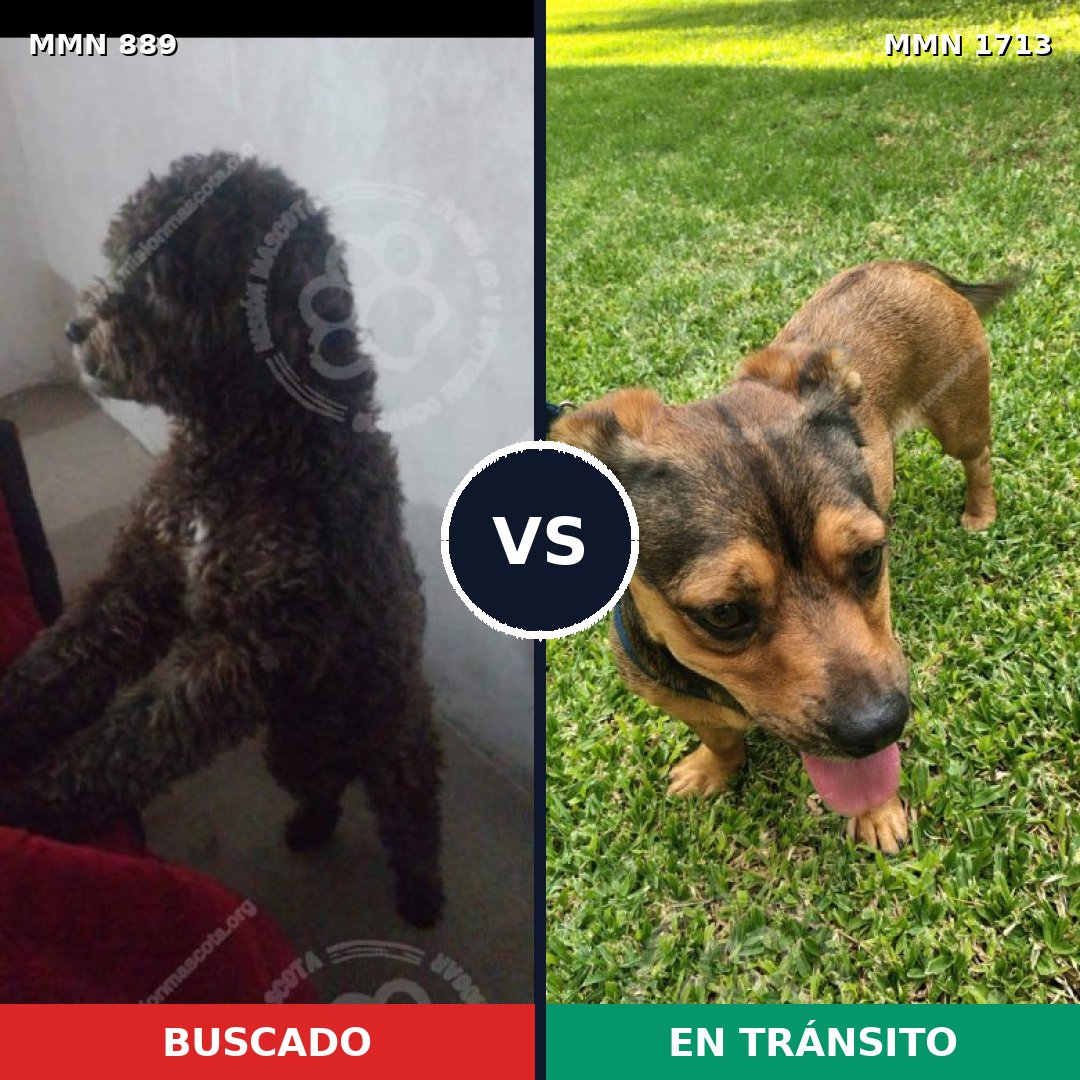 Comparativa MMS 37799: mascota perdida y mascota encontrada, 36% de similitud