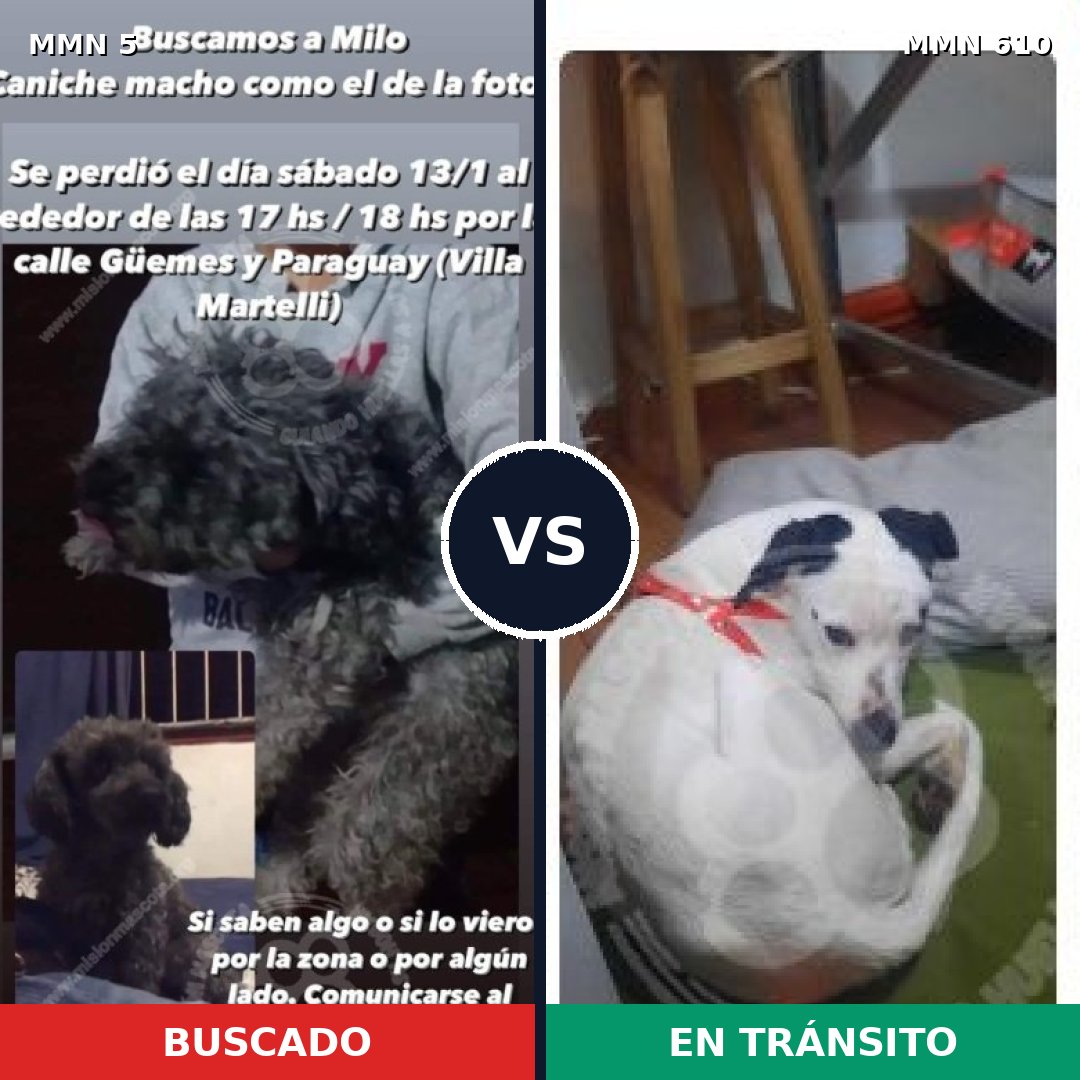 Comparativa MMS 378: mascota perdida y mascota encontrada, 36% de similitud