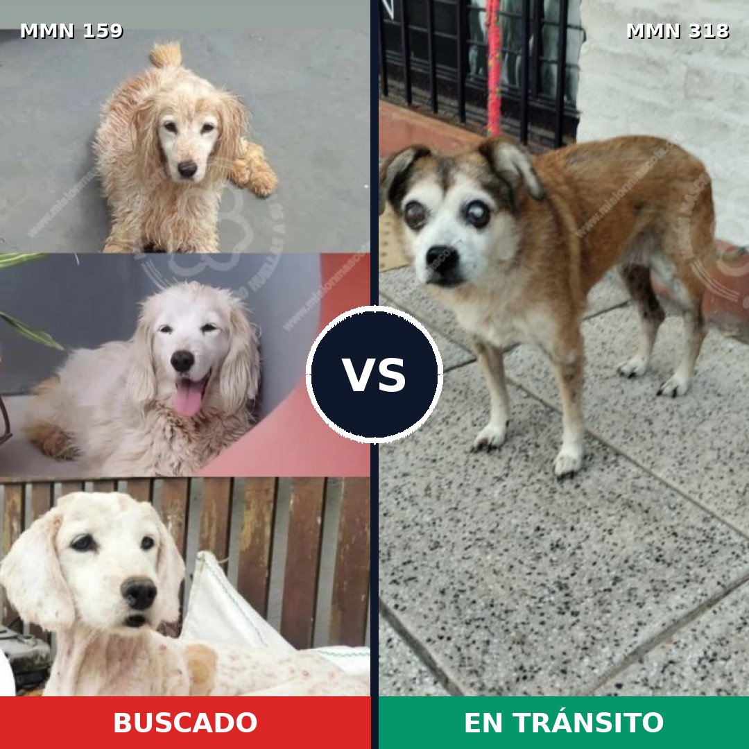 Comparativa MMS 3780: mascota perdida y mascota encontrada, 12% de similitud