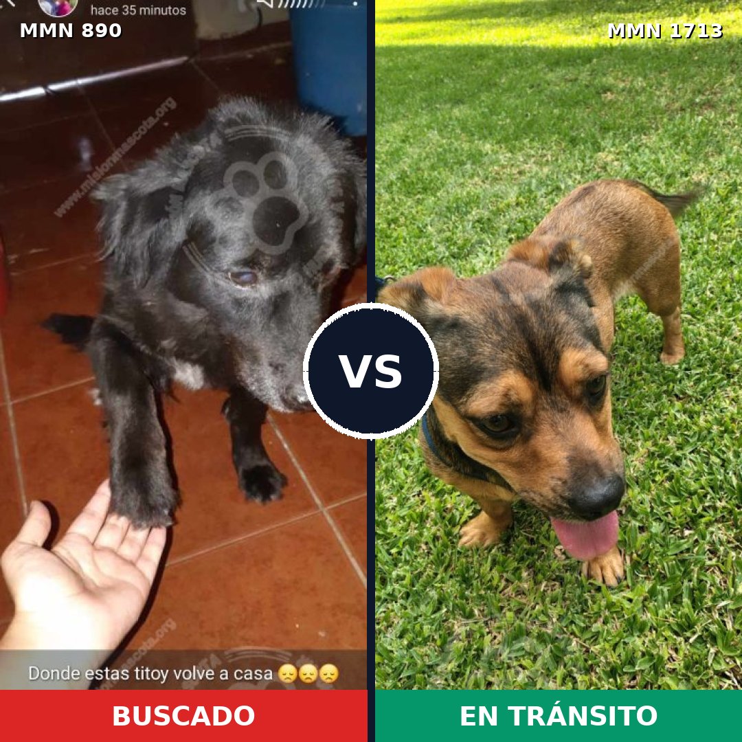 Comparativa MMS 37800: mascota perdida y mascota encontrada, 62% de similitud