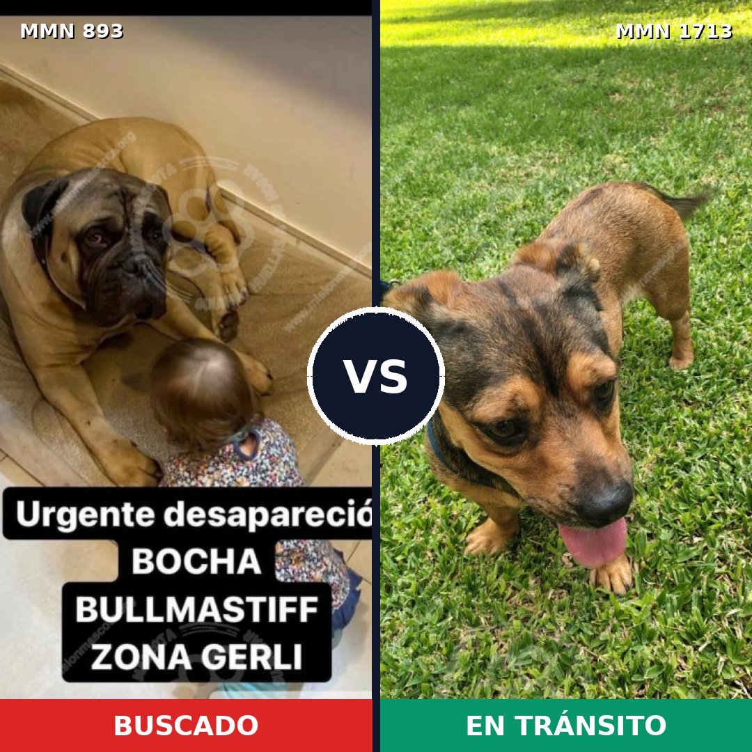 Comparativa MMS 37801: mascota perdida y mascota encontrada, 31% de similitud