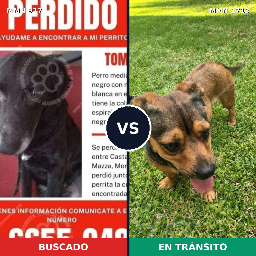 Comparativa MMS 37803: mascota perdida y mascota encontrada, 45% de similitud