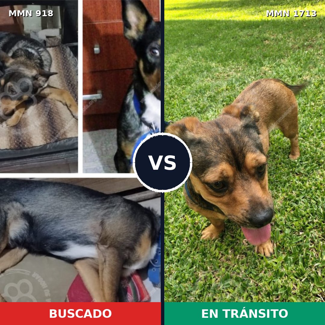 Comparativa MMS 37804: mascota perdida y mascota encontrada, 34% de similitud