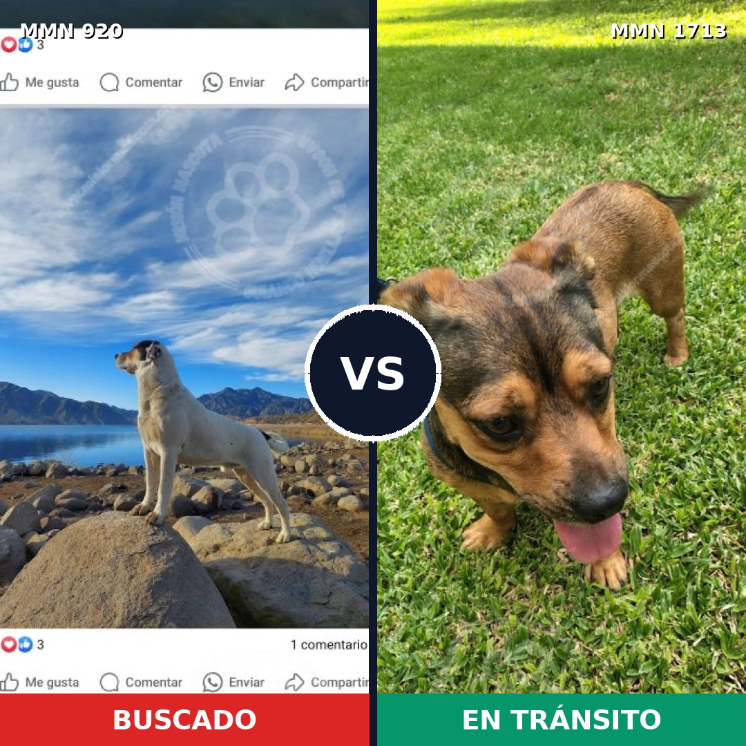Comparativa MMS 37806: mascota perdida y mascota encontrada, 36% de similitud