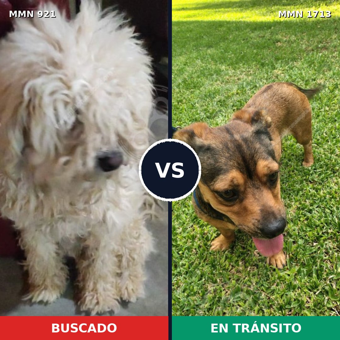 Comparativa MMS 37807: mascota perdida y mascota encontrada, 46% de similitud
