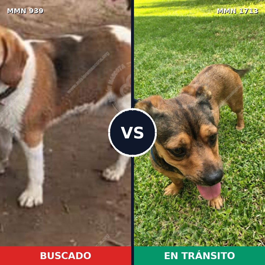 Comparativa MMS 37808: mascota perdida y mascota encontrada, 41% de similitud