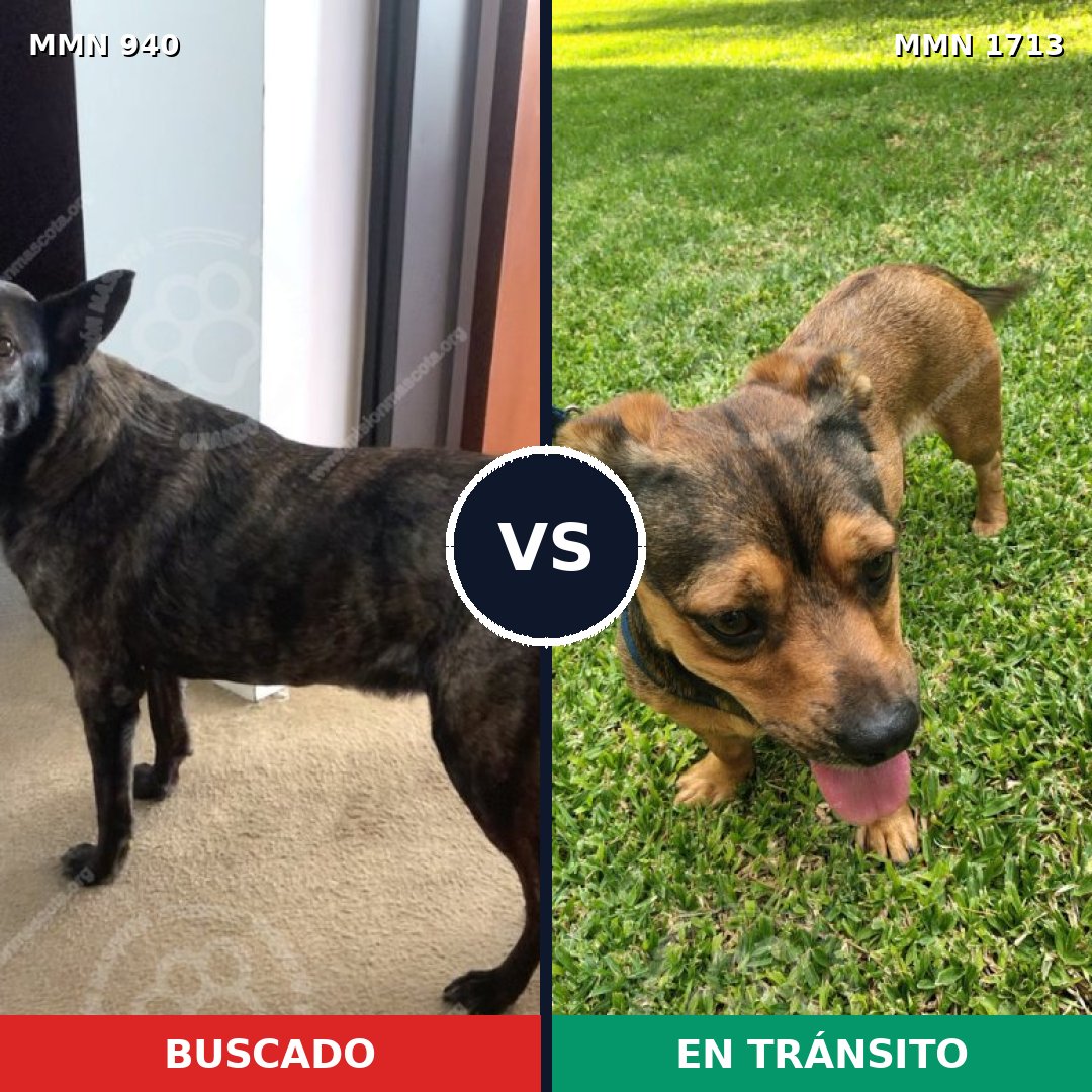 Comparativa MMS 37809: mascota perdida y mascota encontrada, 46% de similitud
