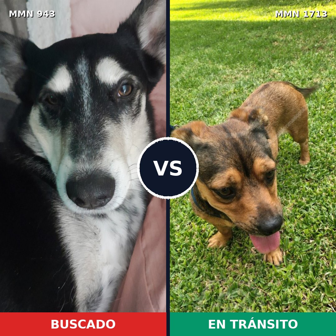 Comparativa MMS 37810: mascota perdida y mascota encontrada, 58% de similitud