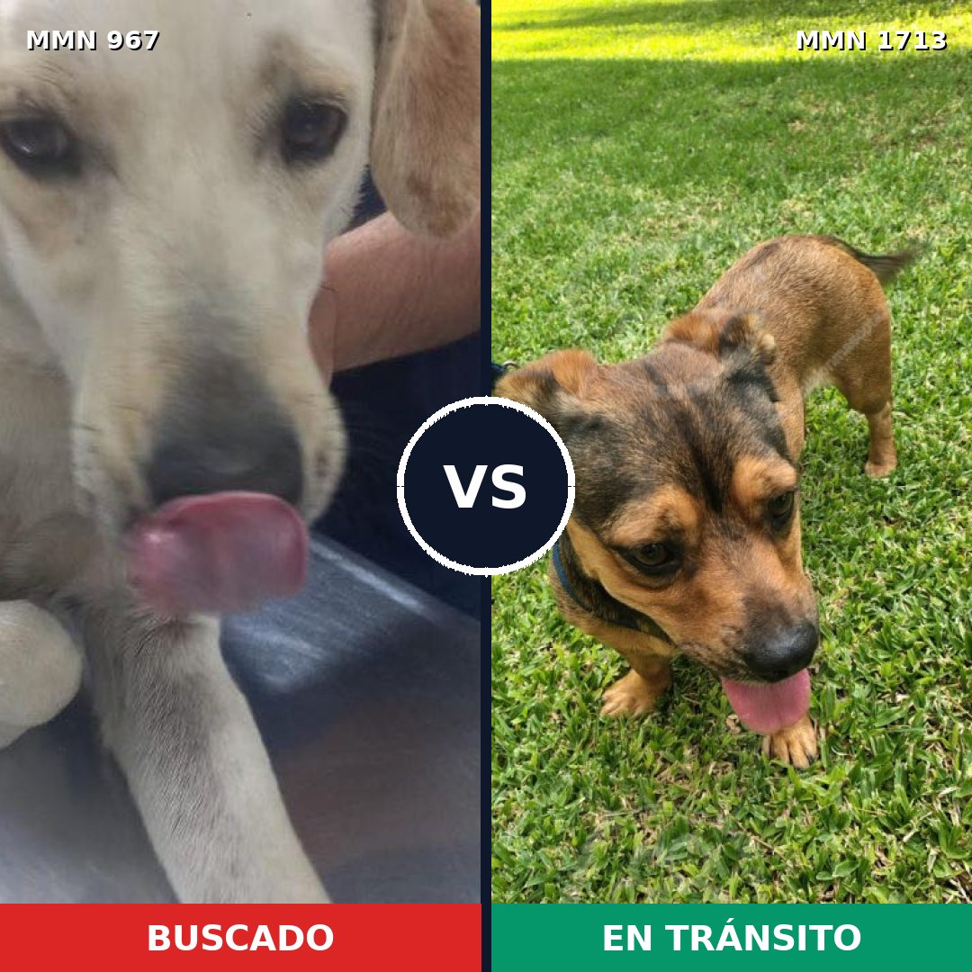 Comparativa MMS 37812: mascota perdida y mascota encontrada, 57% de similitud