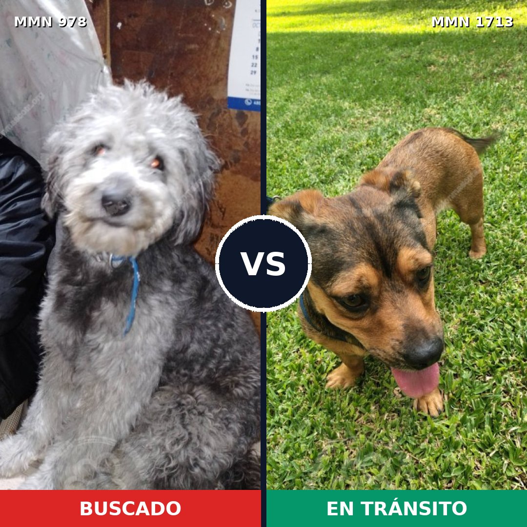 Comparativa MMS 37813: mascota perdida y mascota encontrada, 47% de similitud
