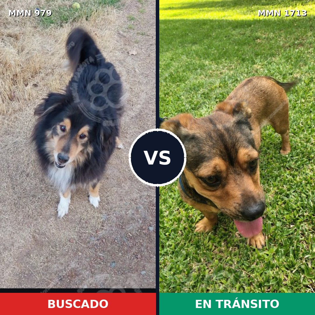 Comparativa MMS 37814: mascota perdida y mascota encontrada, 29% de similitud