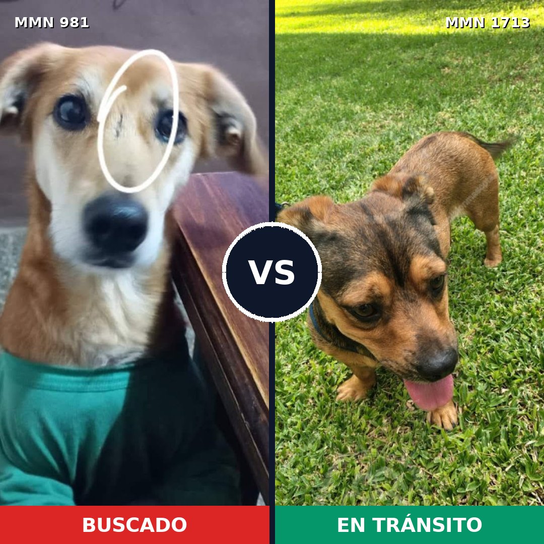 Comparativa MMS 37815: mascota perdida y mascota encontrada, 77% de similitud