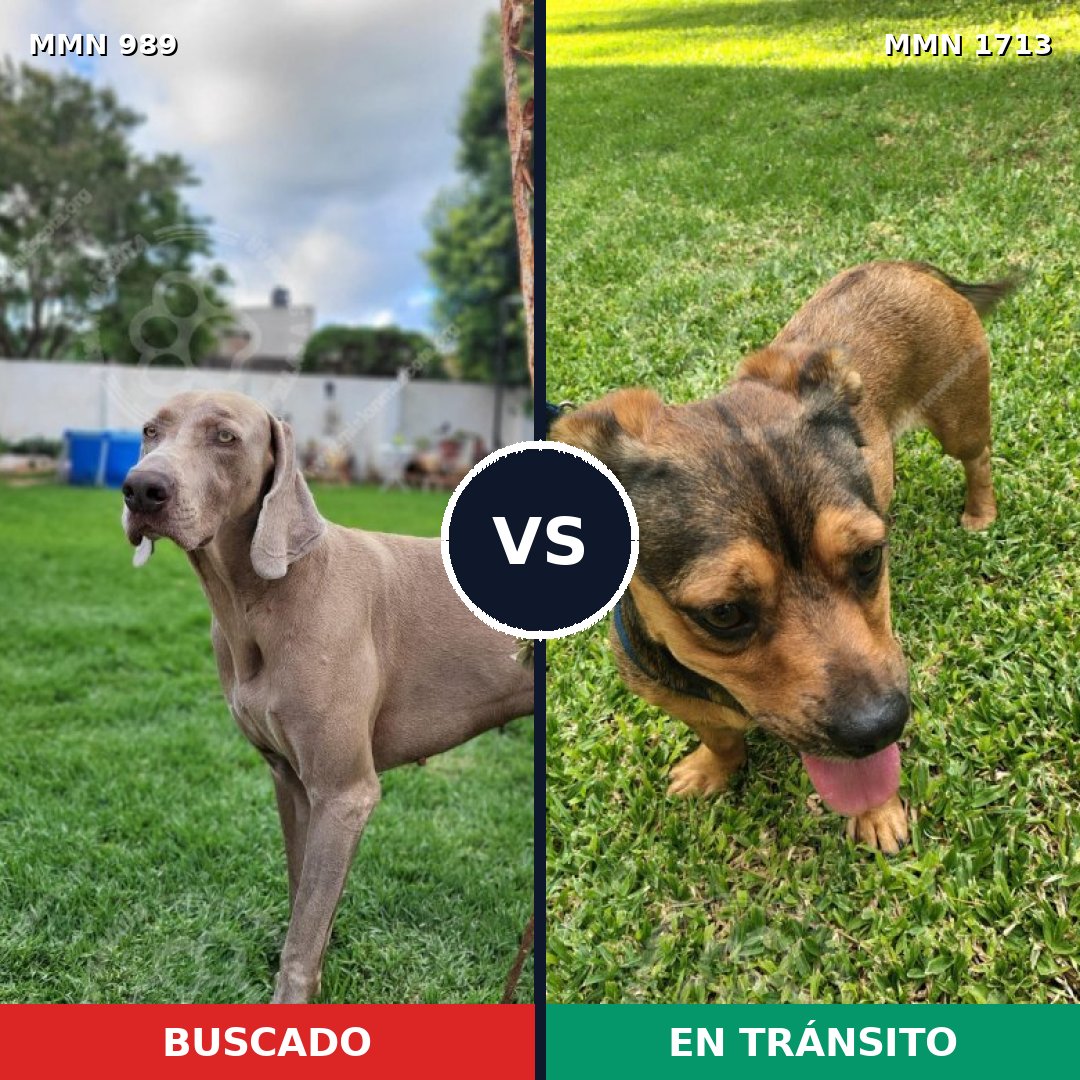 Comparativa MMS 37816: mascota perdida y mascota encontrada, 30% de similitud