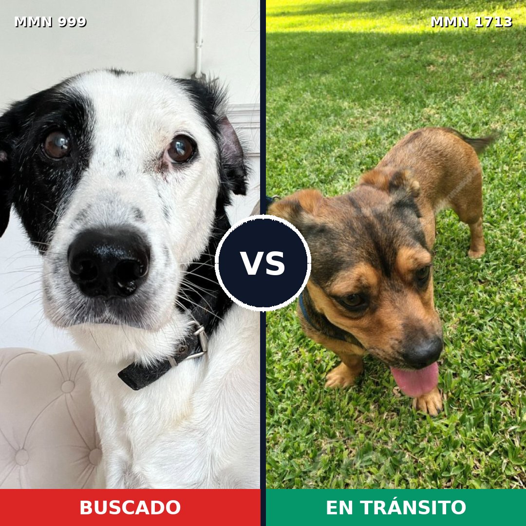 Comparativa MMS 37817: mascota perdida y mascota encontrada, 44% de similitud