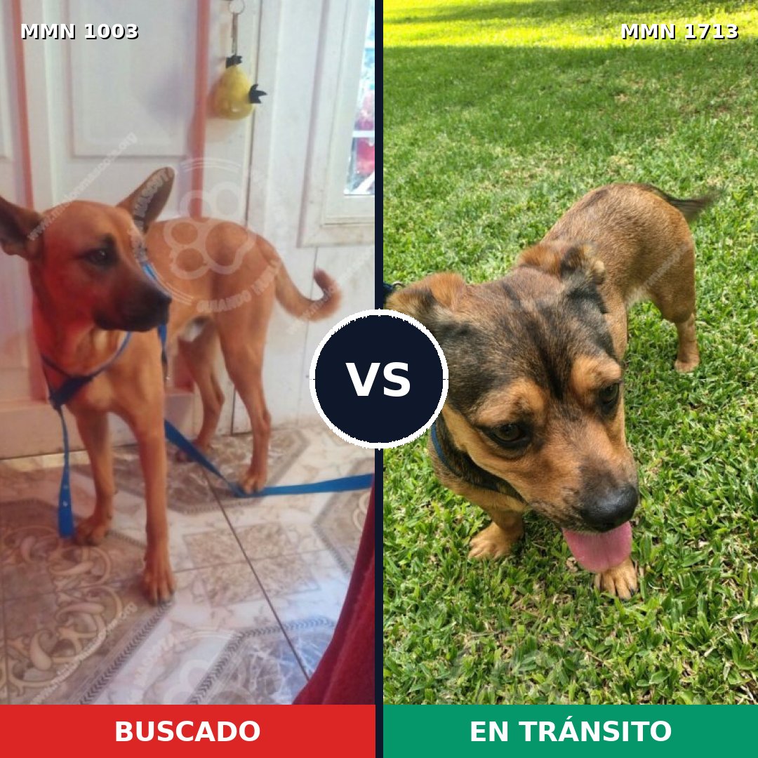 Comparativa MMS 37818: mascota perdida y mascota encontrada, 32% de similitud