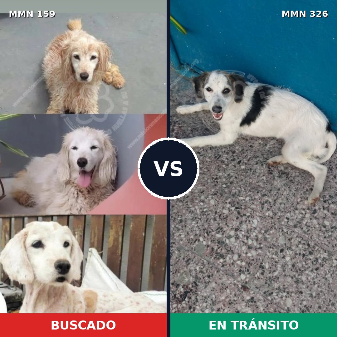 Comparativa MMS 3782: mascota perdida y mascota encontrada, 51% de similitud
