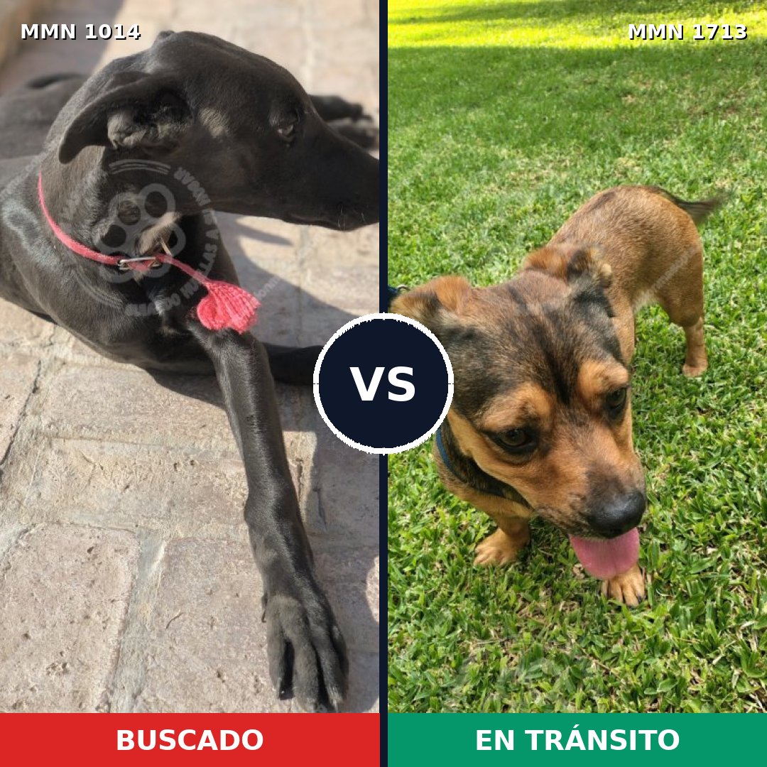 Comparativa MMS 37821: mascota perdida y mascota encontrada, 25% de similitud