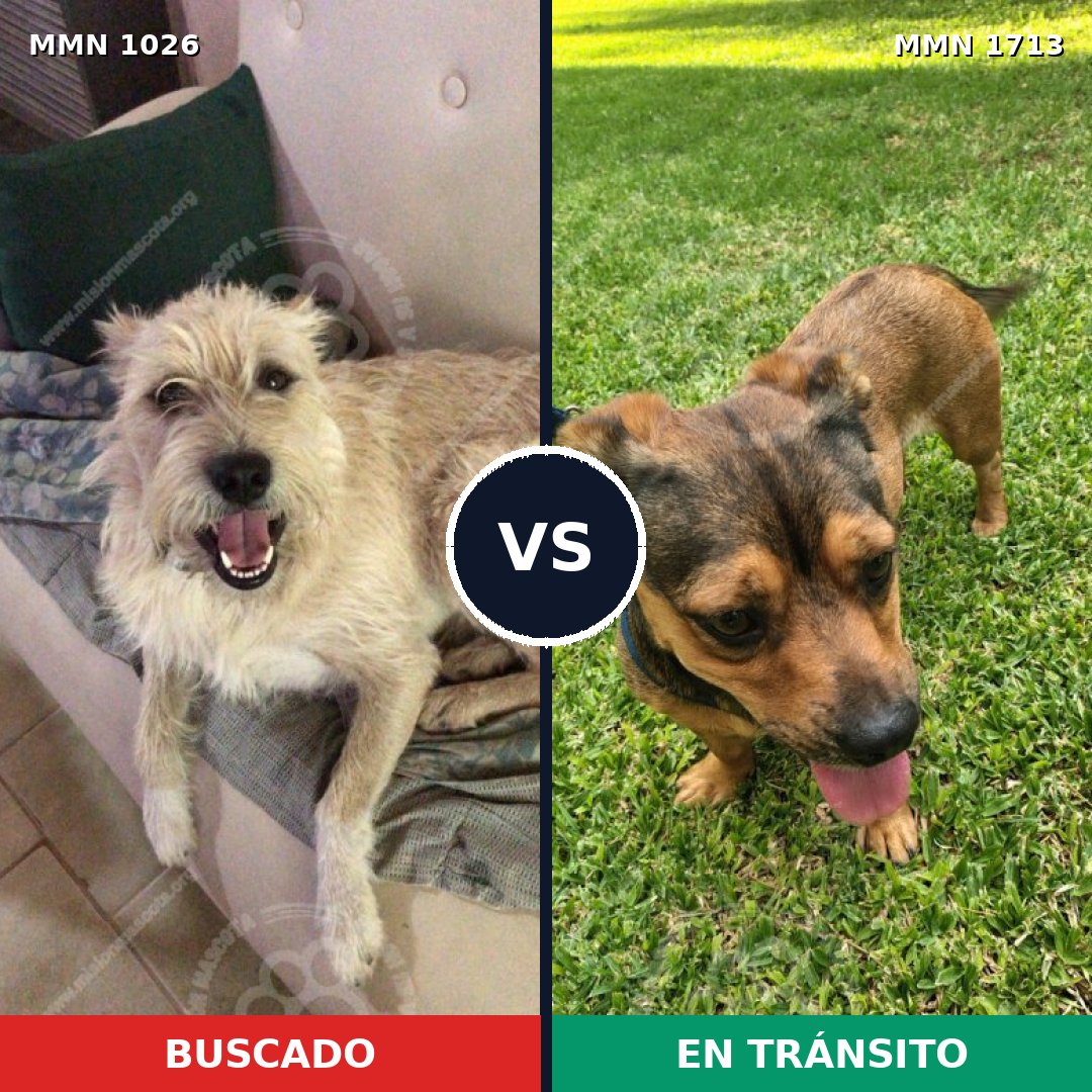 Comparativa MMS 37822: mascota perdida y mascota encontrada, 46% de similitud