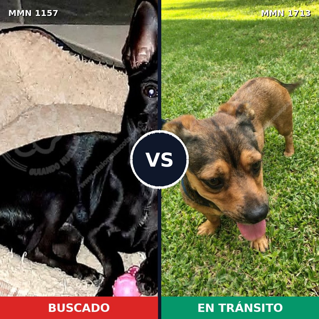 Comparativa MMS 37823: mascota perdida y mascota encontrada, 47% de similitud