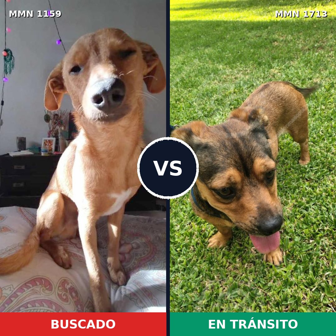 Comparativa MMS 37824: mascota perdida y mascota encontrada, 78% de similitud