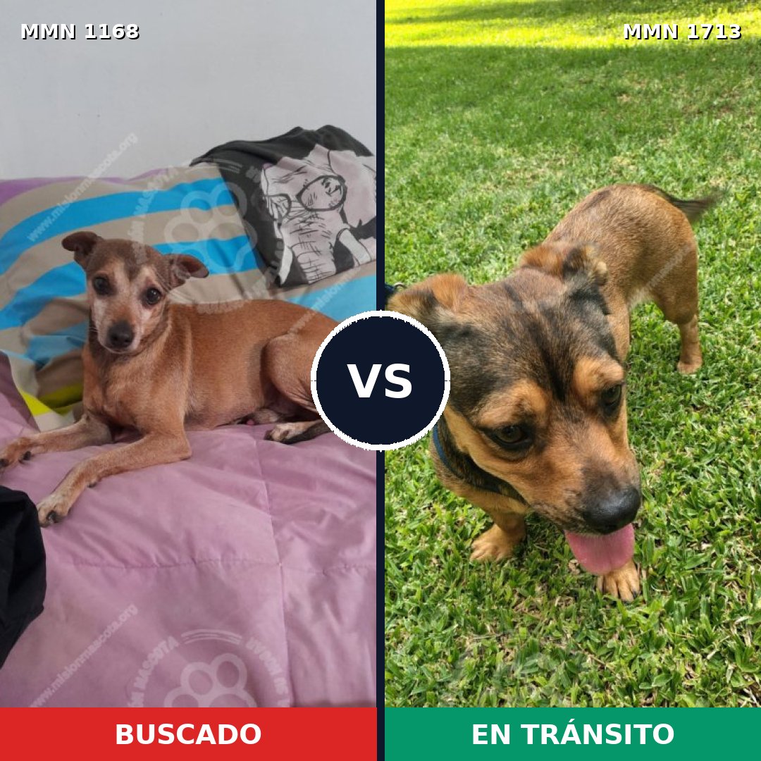 Comparativa MMS 37825: mascota perdida y mascota encontrada, 60% de similitud